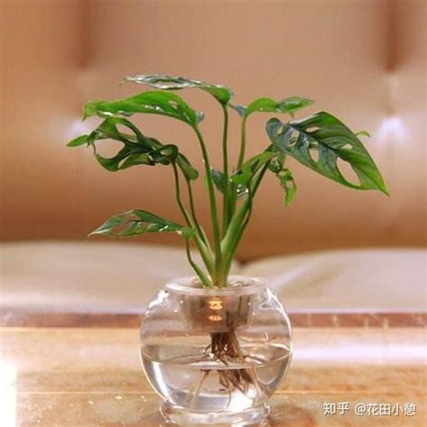 家庭水培植物|【7大高颜值水培植物推荐】